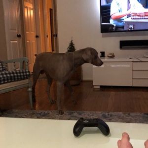 Meet your Posher, Thomas